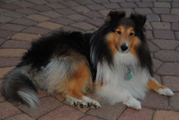 Toby