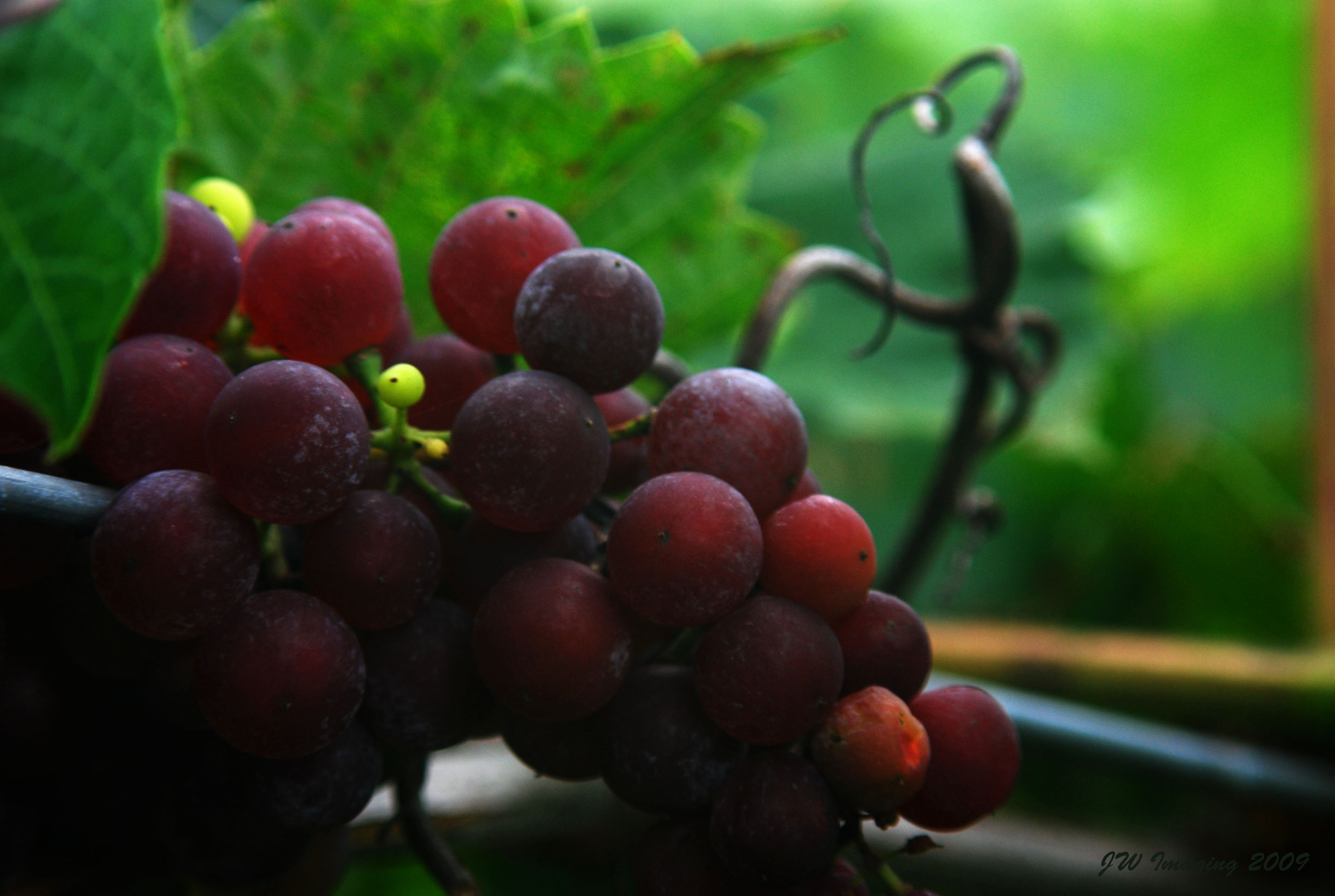 grapes