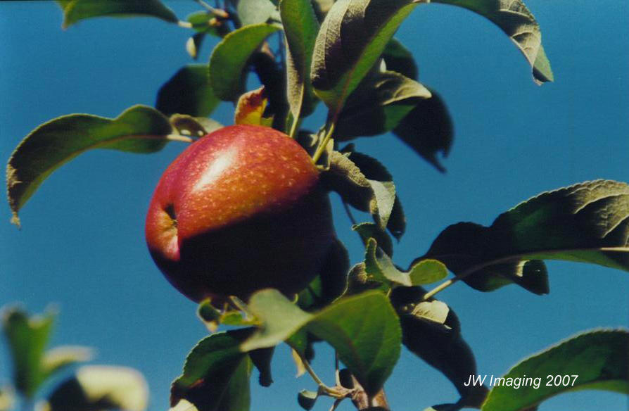 apple